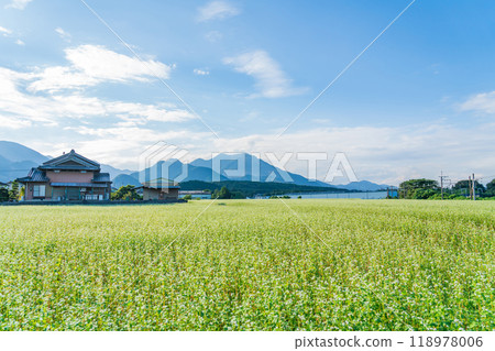 上義鐵道上義線入川站,蕎麥花盛開(三重縣伊鍋市) 上義鐵道上義線入川站,蕎麥花盛開(三重縣伊鍋市) 118978006