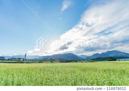 上義鐵道上義線入川站,蕎麥花盛開(三重縣伊鍋市) 上義鐵道上義線入川站,蕎麥花盛開(三重縣伊鍋市) 118978012