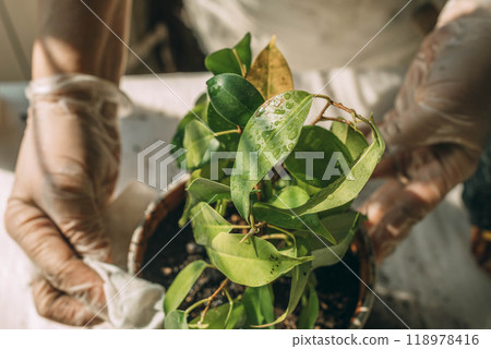 peaceful act of tending to indoor plants, connecting with nature from home 118978416