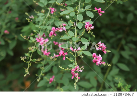 Bush clover flowers at Sankeien Garden in Yokohama Bush clover flowers at Sankeien Garden in Yokohama 118978467