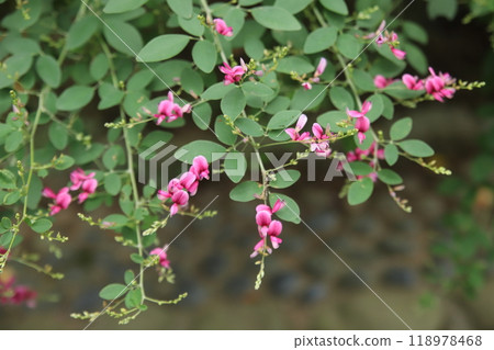 Bush clover flowers at Sankeien Garden in Yokohama Bush clover flowers at Sankeien Garden in Yokohama 118978468