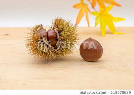 Chestnuts, a taste of autumn. A large chestnut is inside the thorn. 118978629