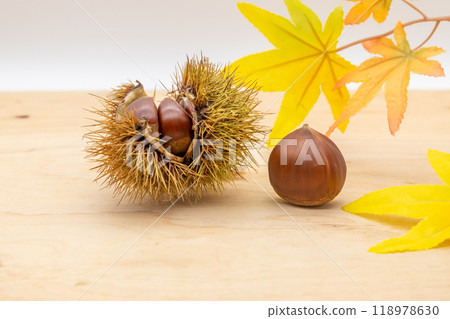 Chestnuts, a taste of autumn. A large chestnut is inside the thorn. 118978630