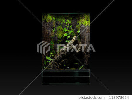 Terrarium with green plants on dark background Terrarium with green plants on dark background 118978634
