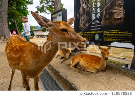 Nara Prefecture Nara Park and deer scenery Nara Prefecture Nara Park and deer scenery 118978828