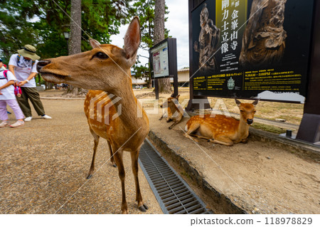 Nara Prefecture Nara Park and deer scenery Nara Prefecture Nara Park and deer scenery 118978829