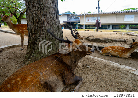 Nara Prefecture Nara Park and deer scenery 118978831