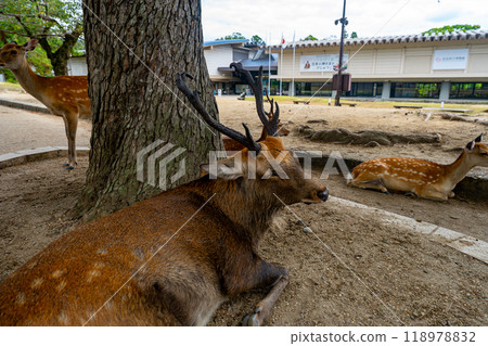 Nara Prefecture Nara Park and deer scenery 118978832