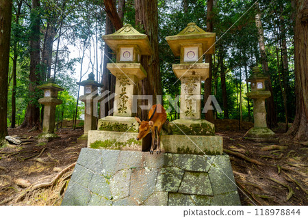 奈良縣 奈良公園和鹿風景 118978844