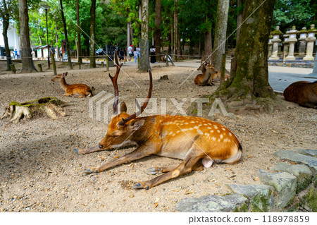Nara Prefecture Nara Park and deer scenery 118978859
