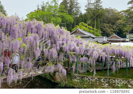 Wisteria flowers at Sasamuta Shrine Wisteria flowers at Sasamuta Shrine 118978891