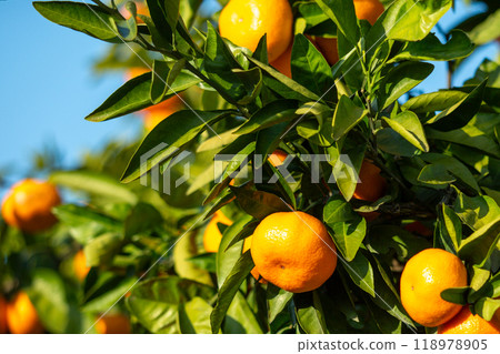 Orange garden 118978905