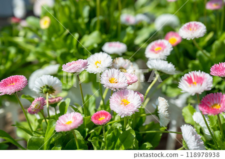 花園中的多年生植物。 118978938