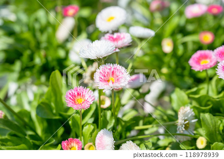花園中的多年生植物。 118978939