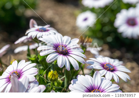 Arasika flower garden in full bloom. Purple-eyed Hinagiku Arasika flower garden in full bloom. Purple-eyed Hinagiku 118978957