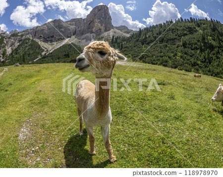Brown Cute alpaca portrait on green grass background, dolomites mountains Brown Cute alpaca portrait on green grass background, dolomites mountains 118978970