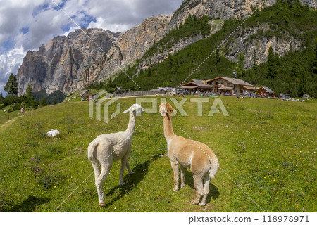Cute alpacas portrait on green grass background, dolomites mountains Cute alpacas portrait on green grass background, dolomites mountains 118978971