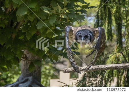 Bubo lacteus Milky eagle owl flying Bubo lacteus Milky eagle owl flying 118978972