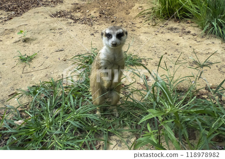 a standing meerkat looking at you a standing meerkat looking at you 118978982