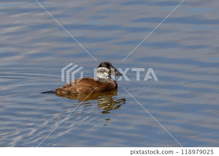 White-headed Duck (Oxyura leucocephala) female, swimming in a pond at nature reserve Guadalhorce, near Malaga in Andalusia, Spain. White-headed Duck (Oxyura leucocephala) female, swimming in a pond at nature reserve Guadalhorce, near Malaga in Andalusia, Spain. 118979025