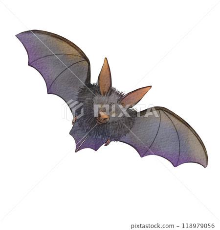 Watercolor bat isolated on a white background. Halloween illustration with a vampire in the form of a mouse. Animal with black wings. It is suitable for the design of invitations, Halloween themes. Watercolor bat isolated on a white background. Halloween illustration with a vampire in the form of a mouse. Animal with black wings. It is suitable for the design of invitations, Halloween themes. 118979056