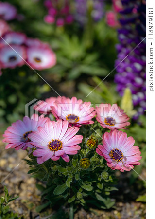 骨科植物屬開芙雛菊、小津雛菊、藍眼雛菊。 骨科植物屬開芙雛菊、小津雛菊、藍眼雛菊。 118979181