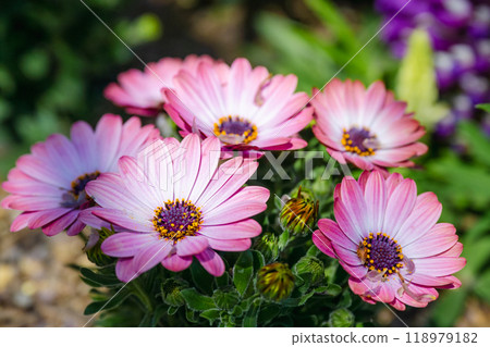 骨科植物屬開芙雛菊、小津雛菊、藍眼雛菊。 骨科植物屬開芙雛菊、小津雛菊、藍眼雛菊。 118979182