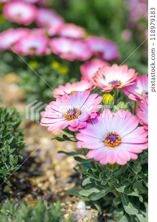 骨科植物屬開芙雛菊、小津雛菊、藍眼雛菊。 骨科植物屬開芙雛菊、小津雛菊、藍眼雛菊。 118979183