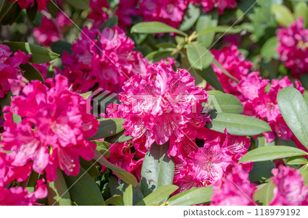 花園裡的森花。 118979192