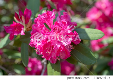 花園裡的森花。 花園裡的森花。 118979193