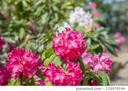 Rhododendrons in the garden. 118979194