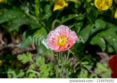 Poppies in the garden. Poppies in the garden. 118979202