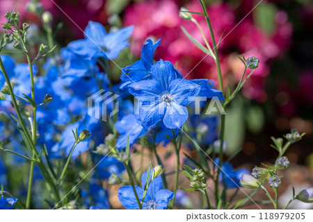 陽光。花在焦點淺藍色 118979205