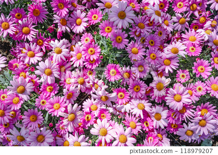 Garden, Geikaen, Nakatoshien. Powdered red flowers in the flower garden. Natural flowering background. A beautiful purple orchid flower. Garden, Geikaen, Nakatoshien. Powdered red flowers in the flower garden. Natural flowering background. A beautiful purple orchid flower. 118979207