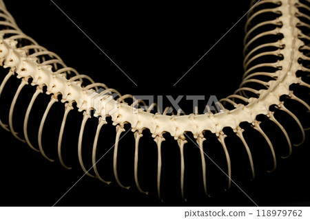 Close up  snake bone on black background 118979762