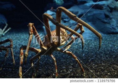 The japan spider king crab or alaska king crab at kaiyukan aquarium , Osaka ,Japan 118979766
