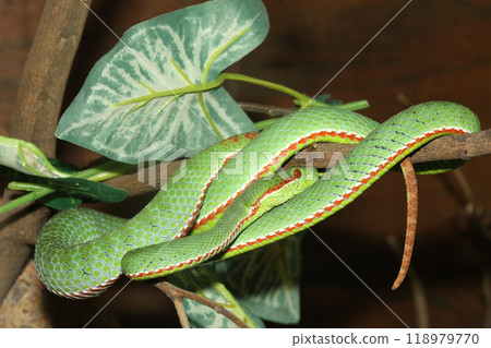 The pope green pit viper snake in forest 118979770