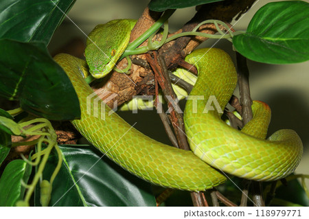 Close up green pit viper snake in the garden at thailand Close up green pit viper snake in the garden at thailand 118979771