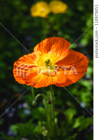 Poppy flowers in the garden. Poppy flowers in the garden. 118979851