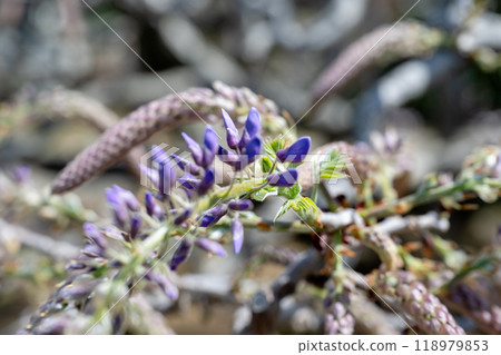Tokyo, Japan - April 15, 2024: Shimi Wisteria blooms at Ashikaga Flower Park. Tokyo, Japan - April 15, 2024: Shimi Wisteria blooms at Ashikaga Flower Park. 118979853