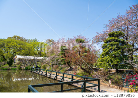 日本東京 - 2024年4月15日:志米紫藤在足利花卉公園盛開。 日本東京 - 2024年4月15日:志米紫藤在足利花卉公園盛開。 118979856