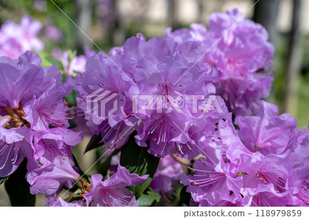 花園裡的森花。 花園裡的森花。 118979859