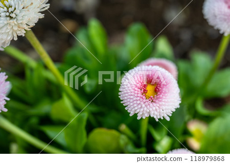 花園中的多年生植物。 118979868