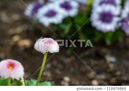 花園中的多年生植物。 118979869