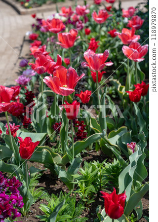 花園優子高雄的憂鬱香。 118979870