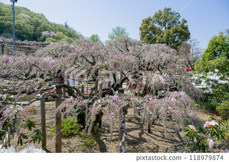 日本東京 - 2024年4月15日:志米紫藤在足利花卉公園盛開。 日本東京 - 2024年4月15日:志米紫藤在足利花卉公園盛開。 118979874