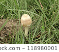 White mushroom 118980001