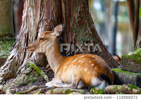 Nara Prefecture Nara Park and deer scenery Nara Prefecture Nara Park and deer scenery 118980072