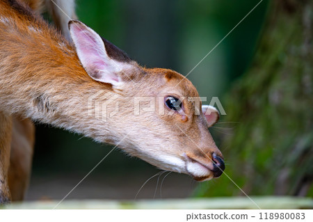 奈良縣 奈良公園和鹿風景 118980083
