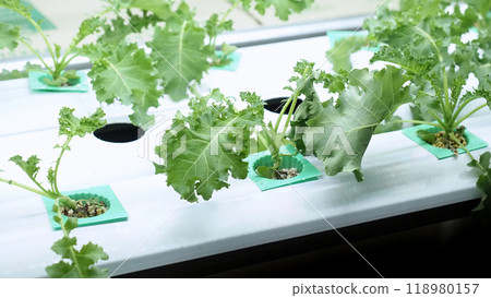Indoor vertical farm or modern vegetable farming that use new technology of seeding plants on vertical stack. Indoor farm Hydroponic plants growing under LED lights to reduce CO2 emission. QC passed. Indoor vertical farm or modern vegetable farming that use new technology of seeding plants on vertical stack. Indoor farm Hydroponic plants growing under LED lights to reduce CO2 emission. QC passed. 118980157
